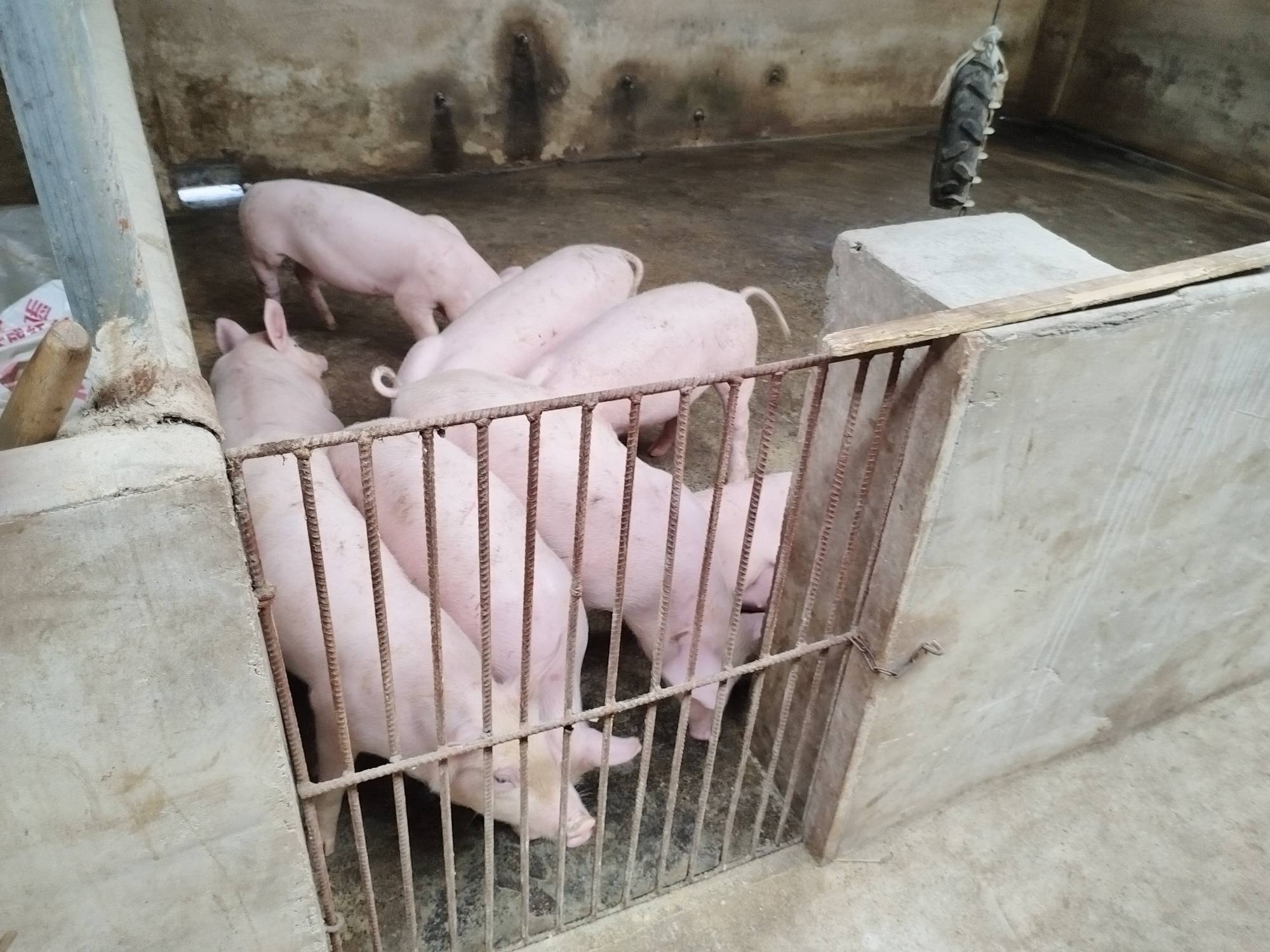 贵州黄平浪洞镇:生猪养殖产业兴 蹚出惠民致富路