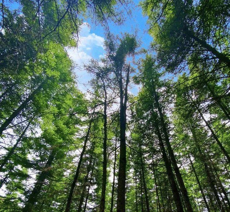 恢复开园,六盘山国家森林公园小南川景点已开园,还有这些优惠政策请