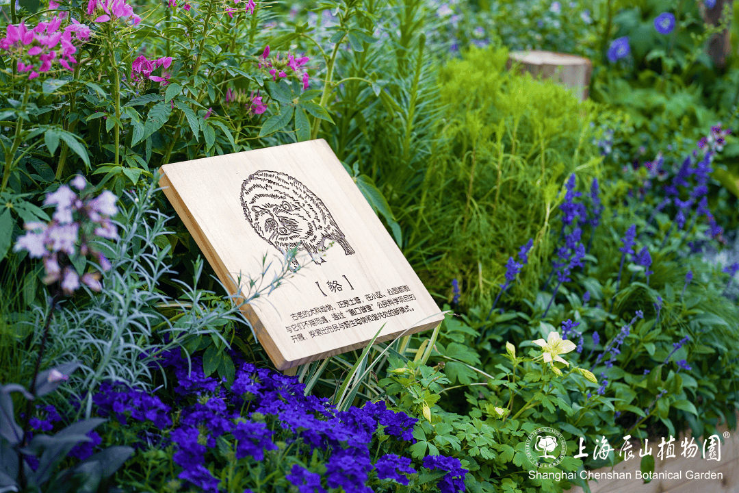 辰山植物园参展香港花卉展览,获最佳设计大奖!