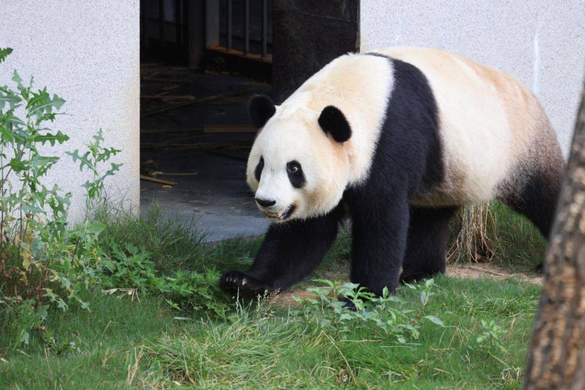 秦岭大熊猫图片图片