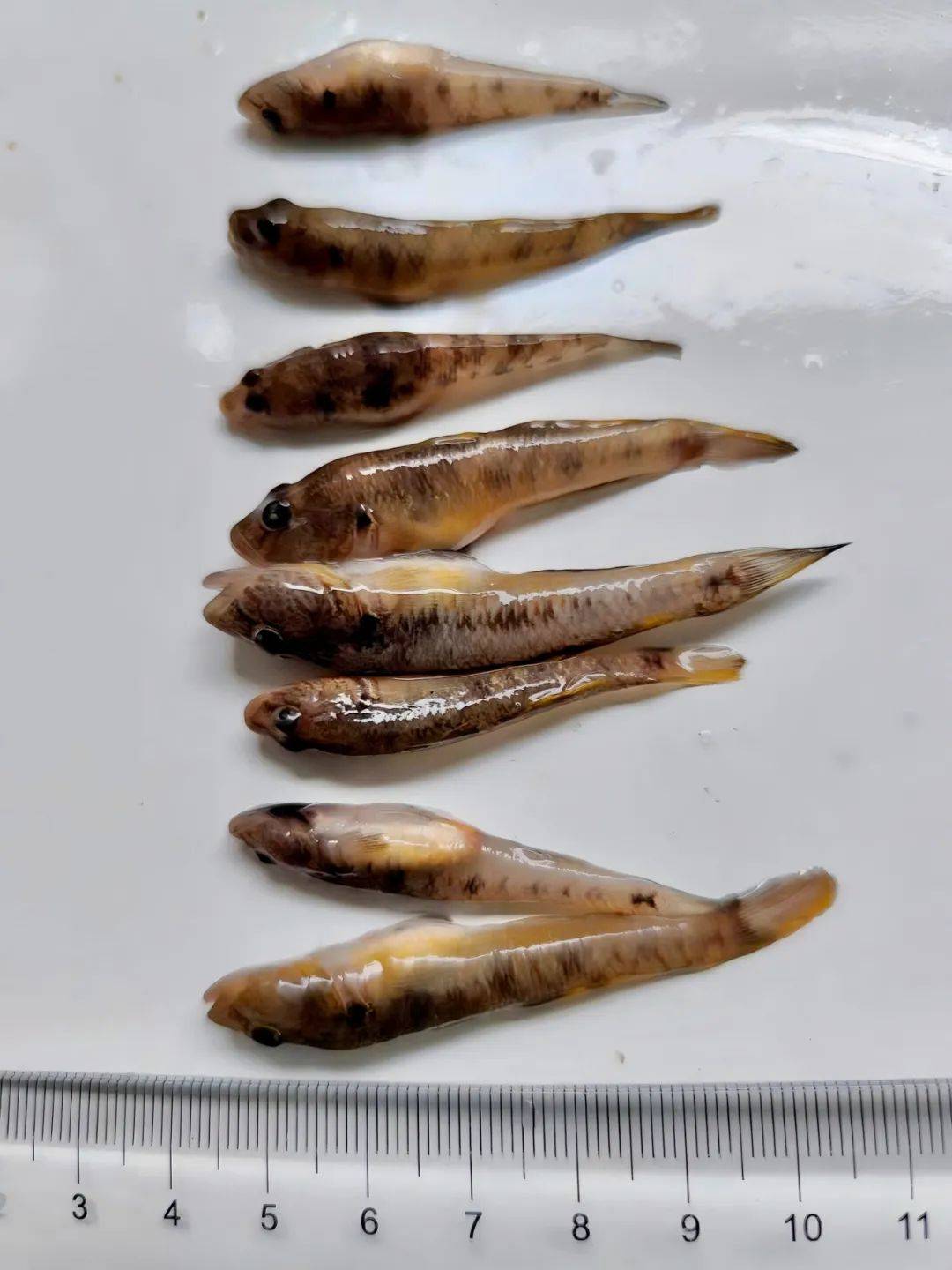 洱海里有多少种鱼?它们都长啥样?