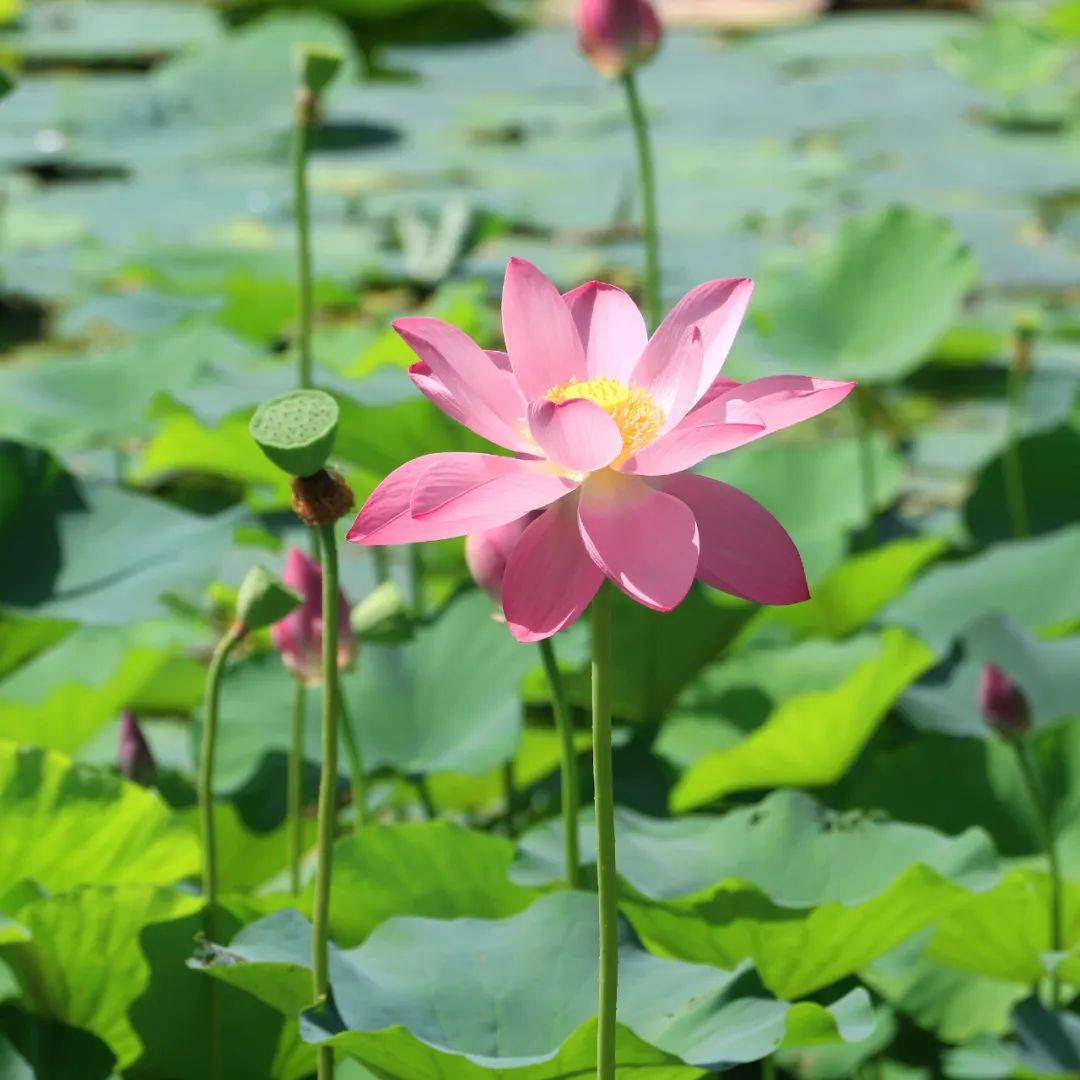 10种代表夏天的景物图片