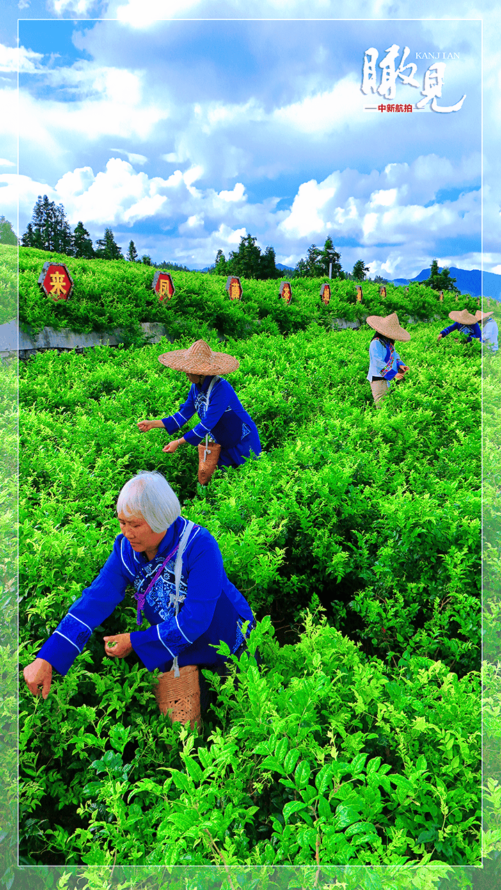 【瞰见】来凤藤茶:从深居山林到走向世界