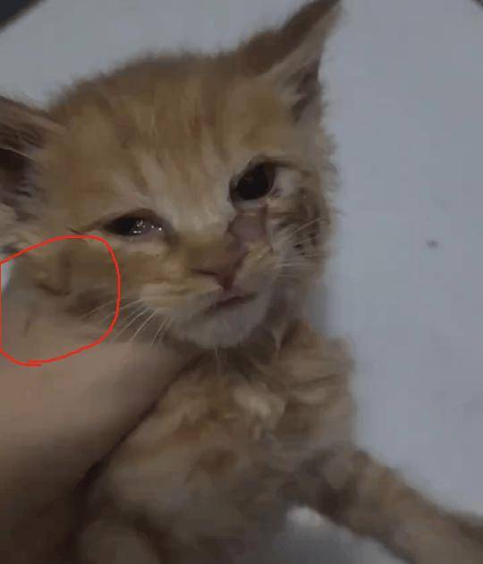 高校毕业生虐猫,装作"领养人"血腥折磨多只猫