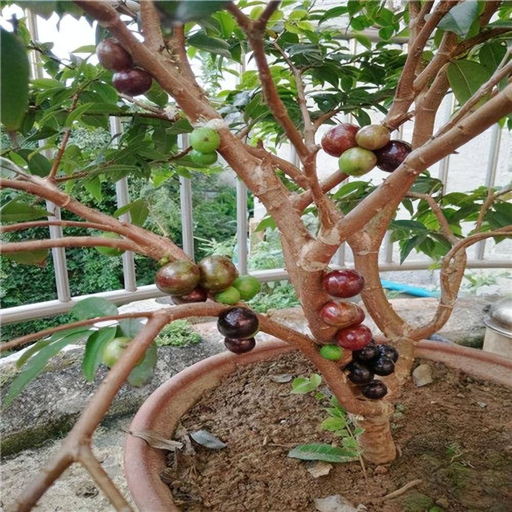 阳台养花不如种果,"4种"水果,种一盆够吃了,营养丰富又好看