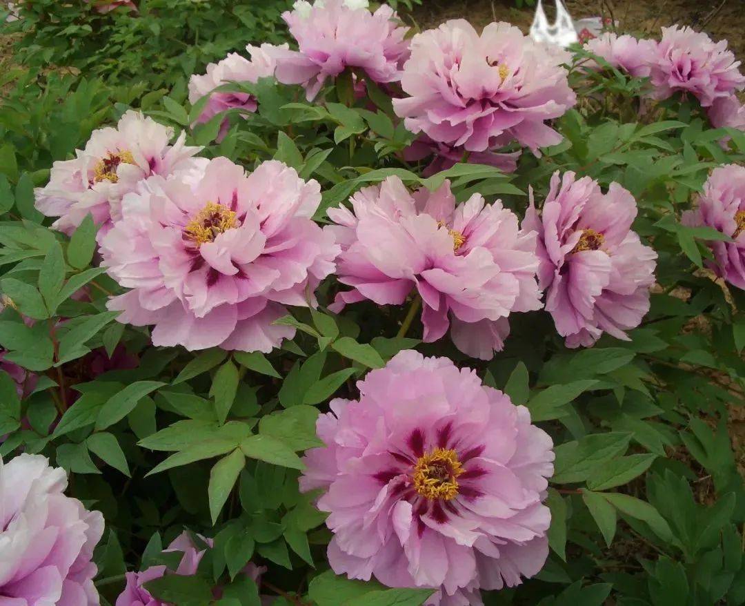 花型:菊花型.花色:花浅粉色,微带蓝色.主要特征:株型高,直立.