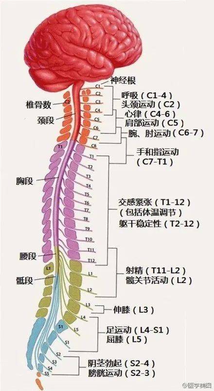 神经系统速记口诀及超全图谱