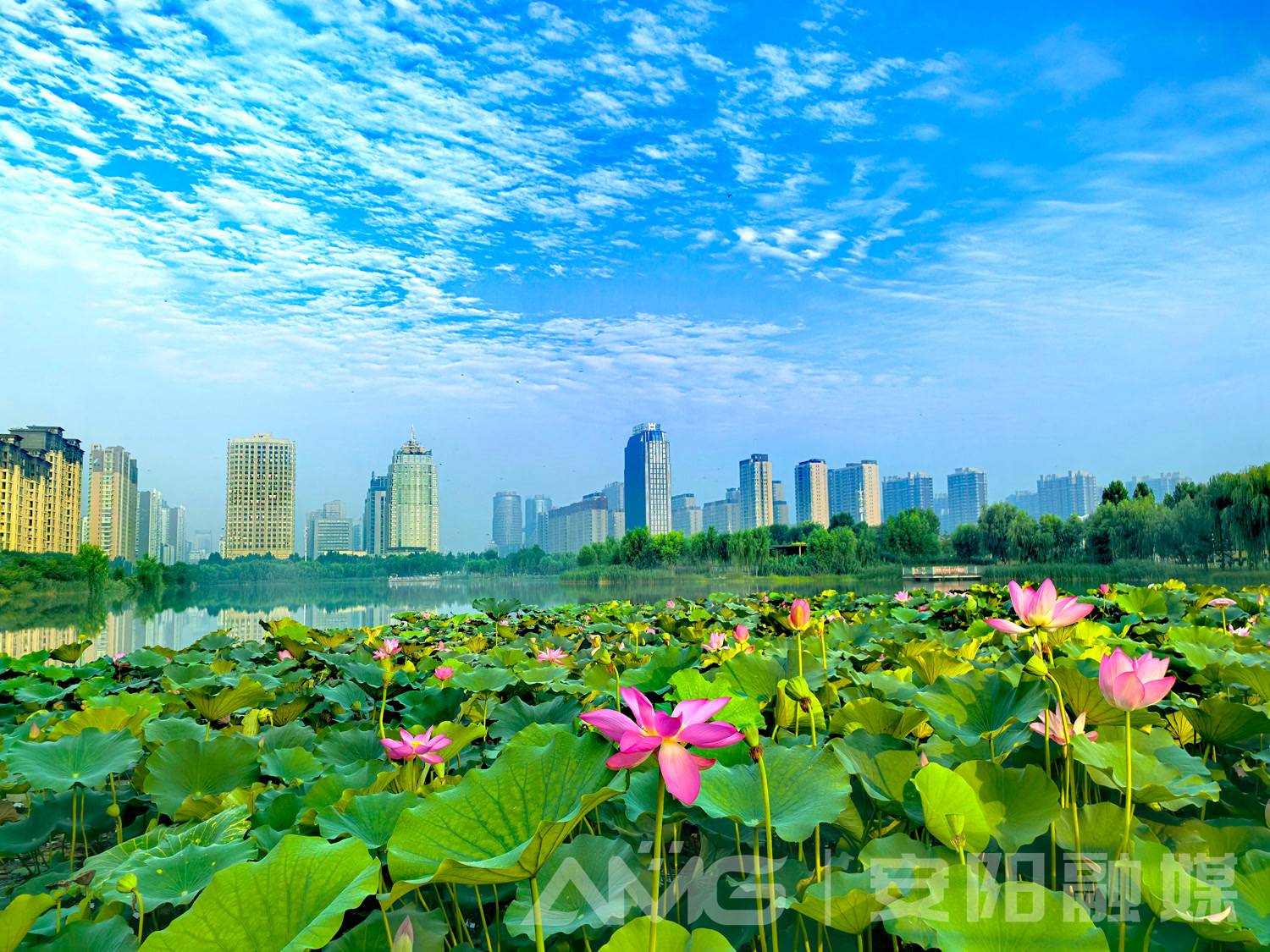 "我眼中的最美安阳"手机摄影大赛7月份获奖名单