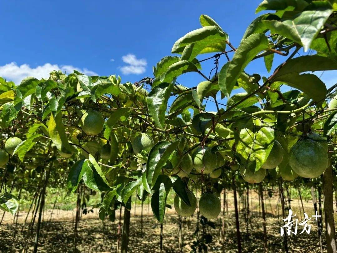 香波果种植图片