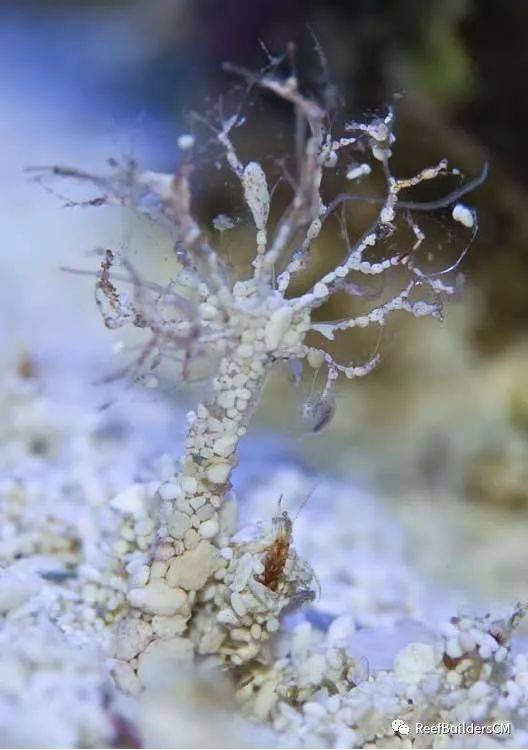 omg,你的海缸中竟然藏了这么多奇怪的虫子!