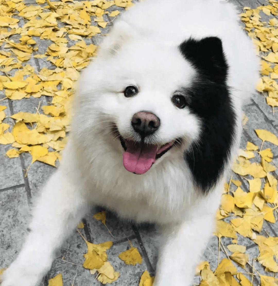 这些边牧混血宝宝,每个都是充满惊喜的双倍可爱哇_萨摩耶_狗狗_哈士奇