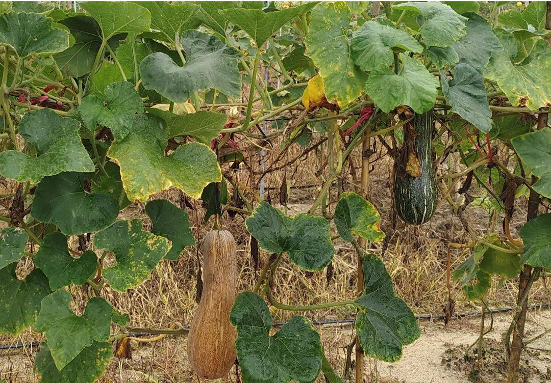 "他透露,今年公司种植了30多亩奶油南瓜,目前数千斤瓜已成熟,正等待