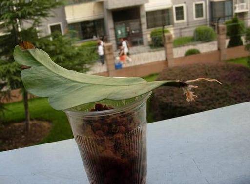 昙花怎么养?"一片叶"扦插1棵,开花爆盆,洁白无瑕,美如莲花