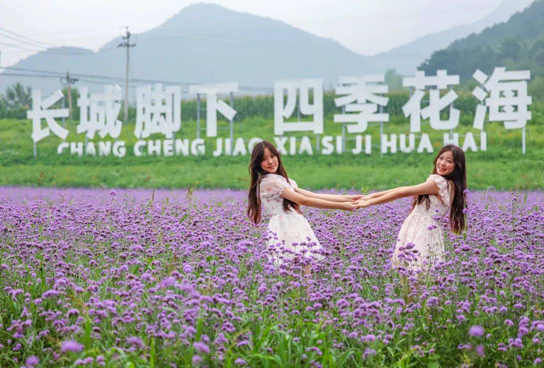 盛夏时节,延庆区四海镇的千亩花海正值盛花期,花海山谷旅游季将持续至