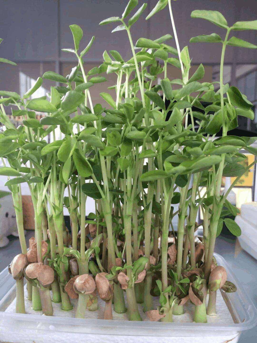 1个地瓜,10粒花生,丢瓶子里,30天变漂亮盆景还能吃_红薯_花盆里_种植