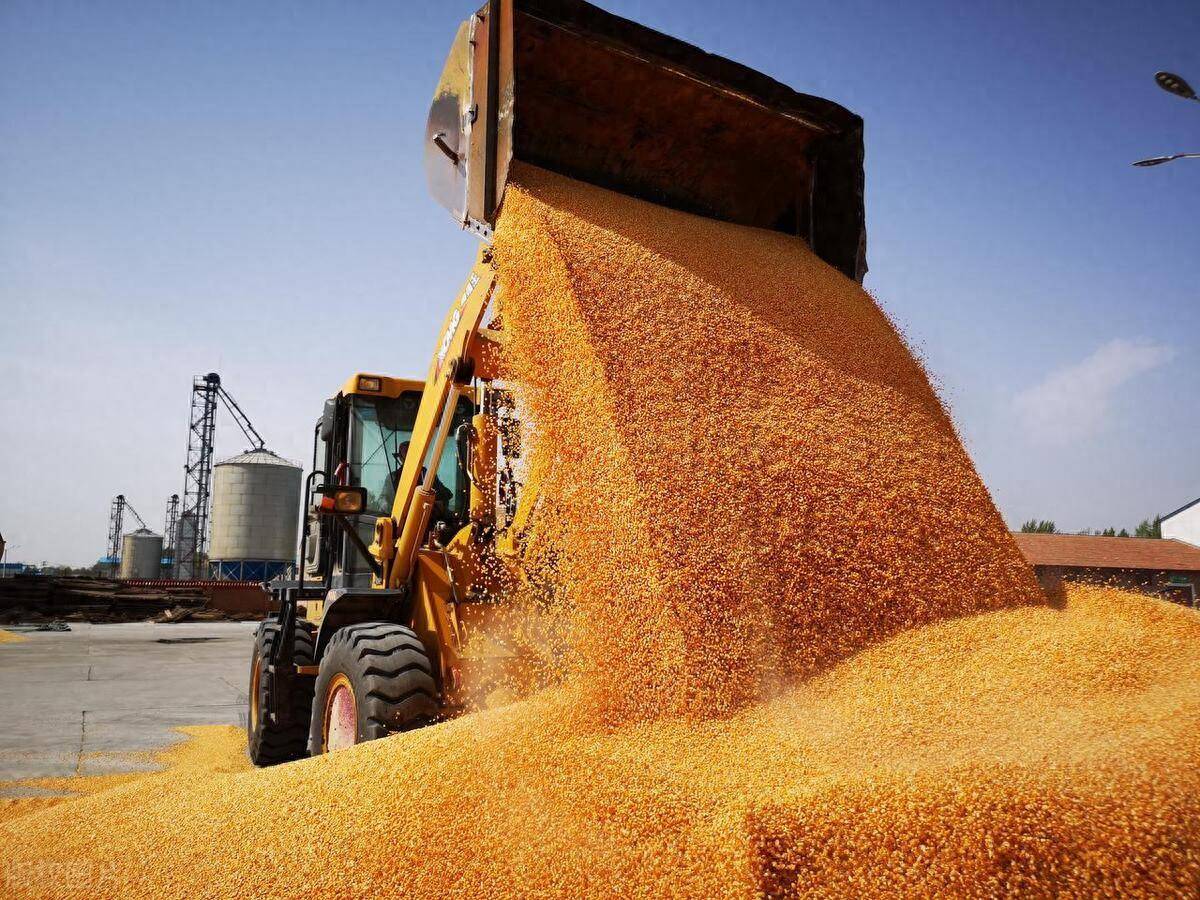 新疆夏粮收购过九成 进度快于去年同期