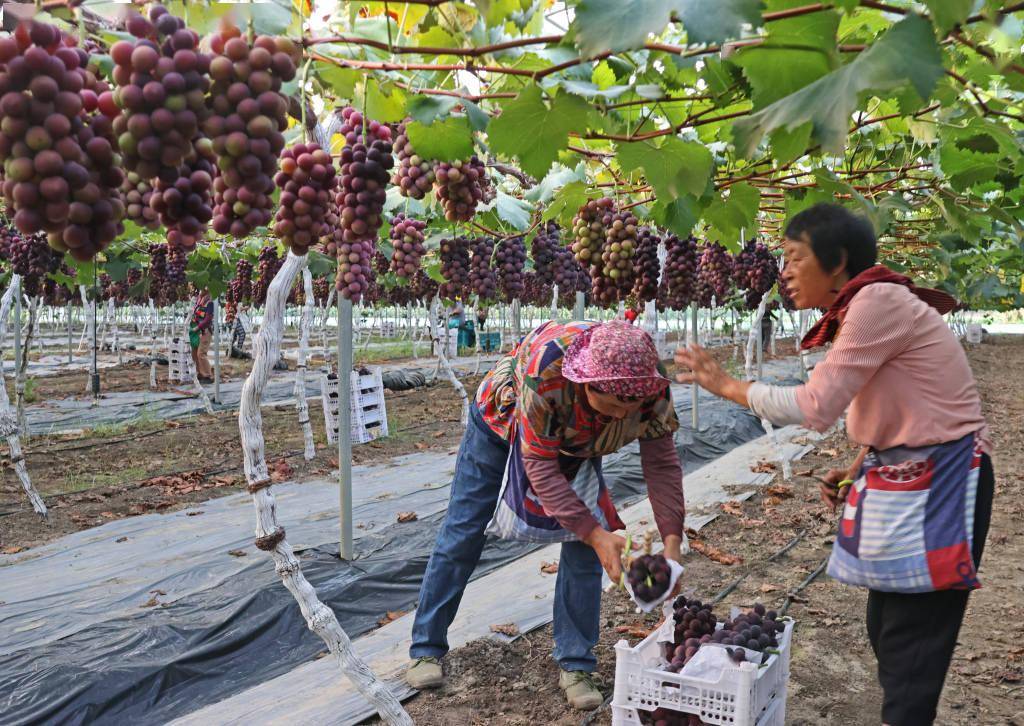 葡萄采摘季的价格走向：一场自然与市场博弈的游戏