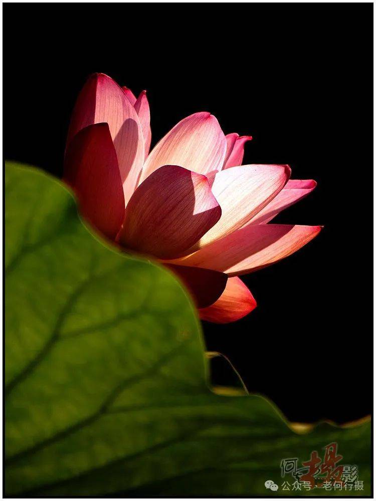 夏日莲莲看:逆光中的莲花_照片_荷花_图集