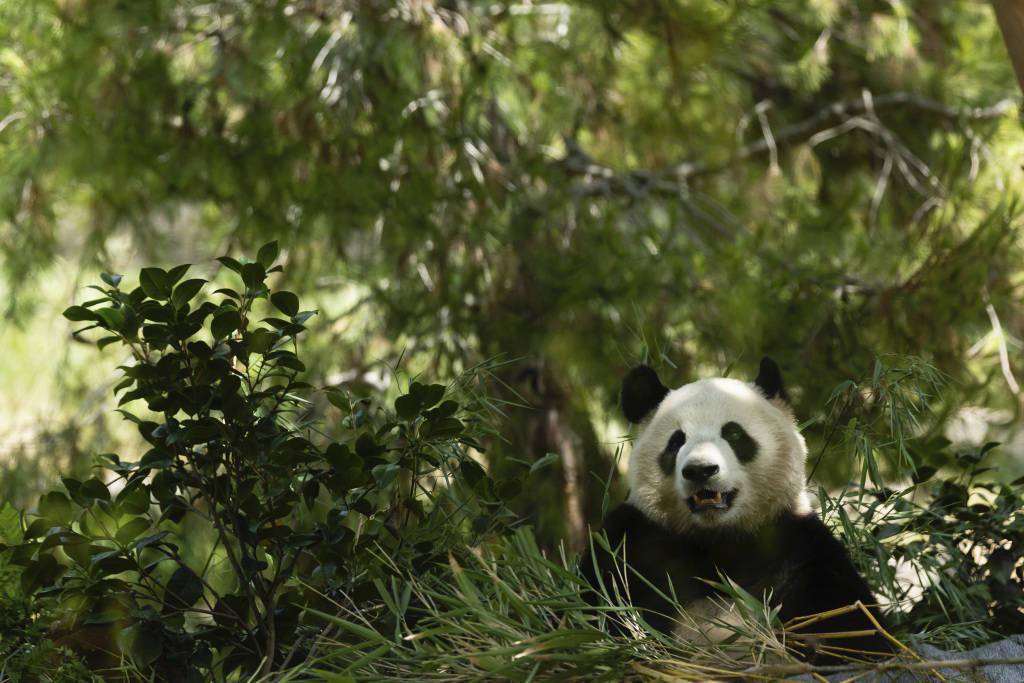 驻美大使谢锋出席美国圣迭戈动物园举行大熊猫新馆开馆仪式