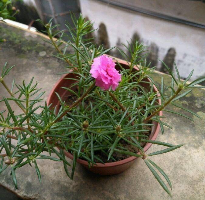 养松叶牡丹,1个枝插土里长1盆,不断"摘心",开花爆盆