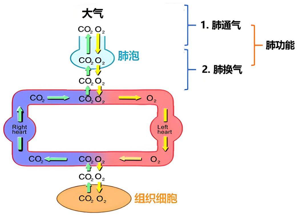 进行气体交换的能力以及肺泡与肺毛细血管血液之间进行气体交换的能力