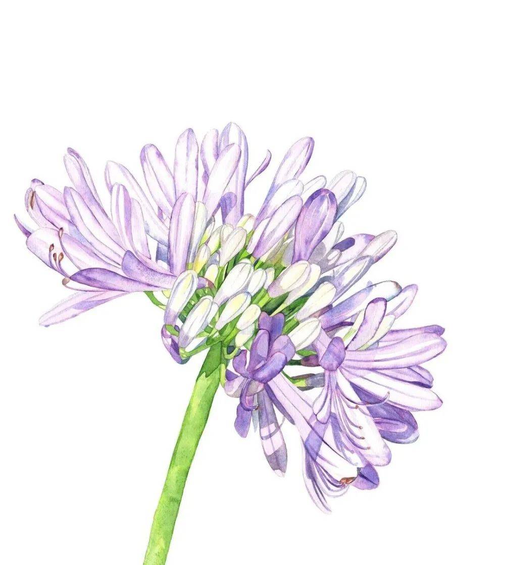 明亮而美好~15幅水彩花卉手绘作品欣赏