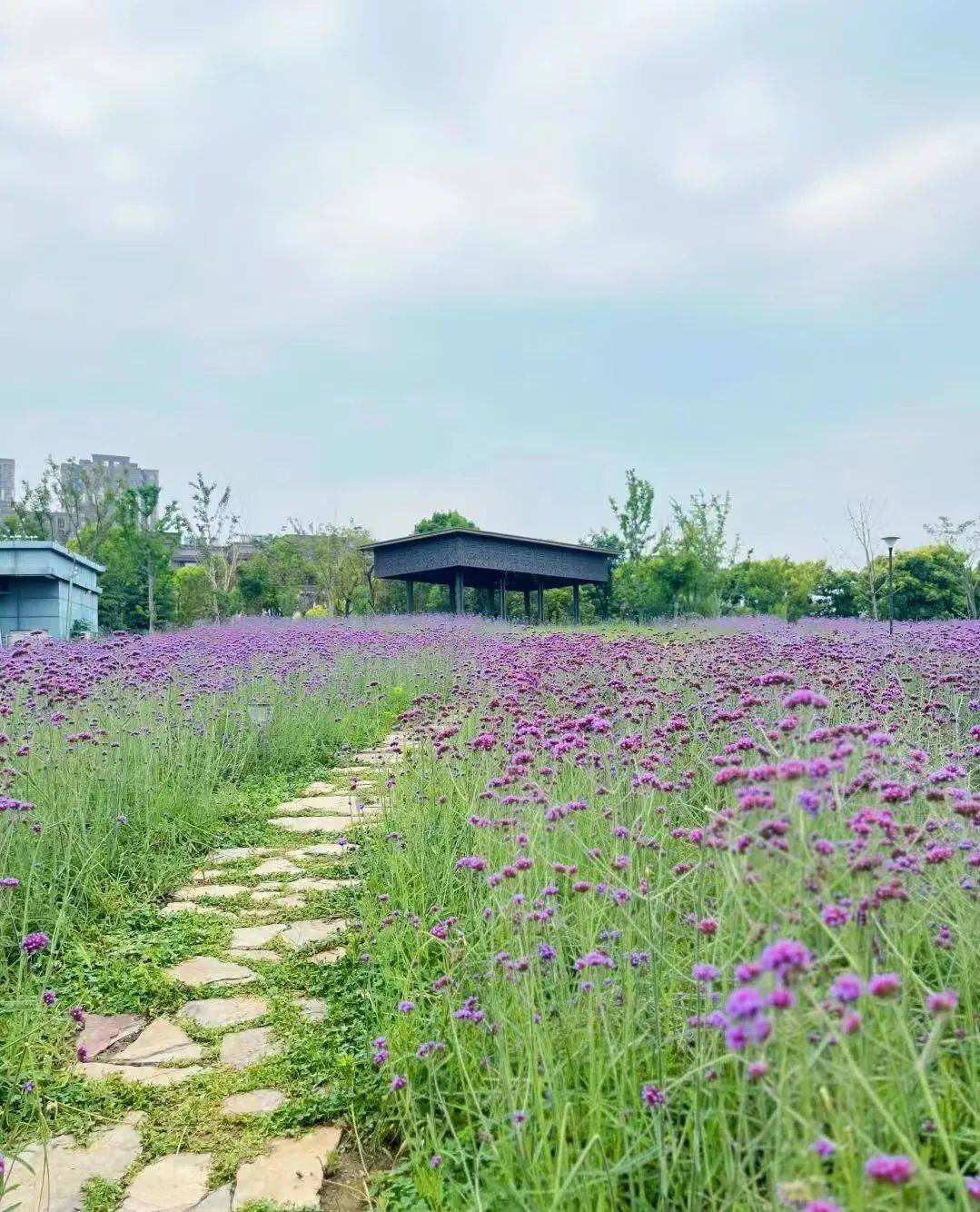 徐州樱花小镇图片