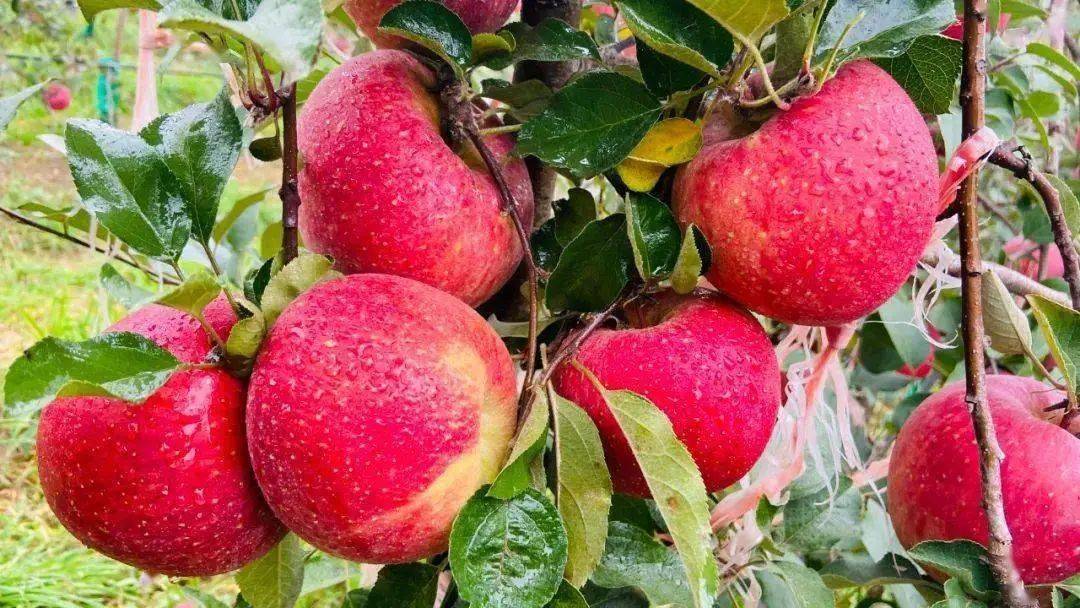 京东携手佳农直采云南昭通冰糖心苹果