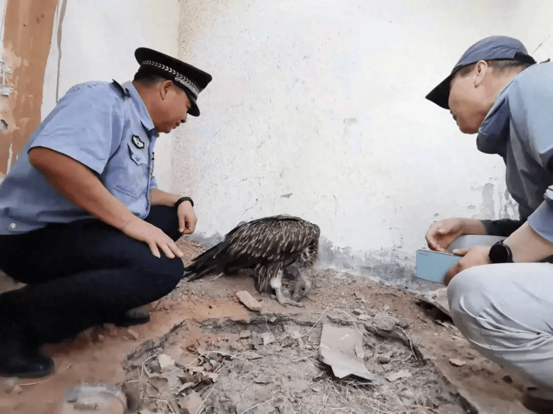 高台县公安局骆驼城派出所成功救助一只国家一级野生保护动物——秃鹫