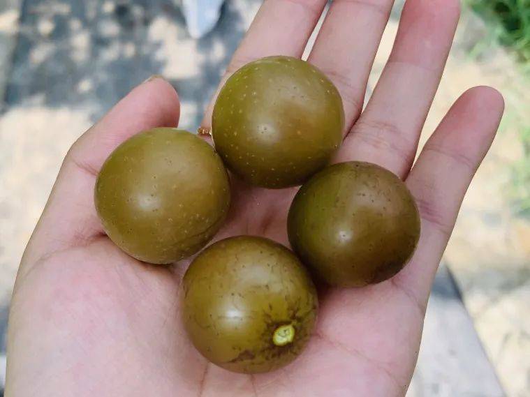 西渡"马斯卡丁葡萄"出新"周边"啦