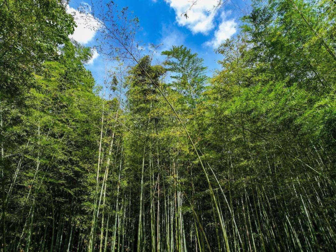 冰凉透彻自山间潺潺而下穿石绕林发出悦耳的叮咚声与竹林的静谧相得