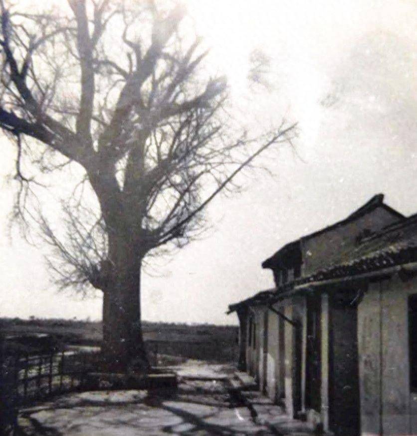 ta见证了莘庄400多年沧桑