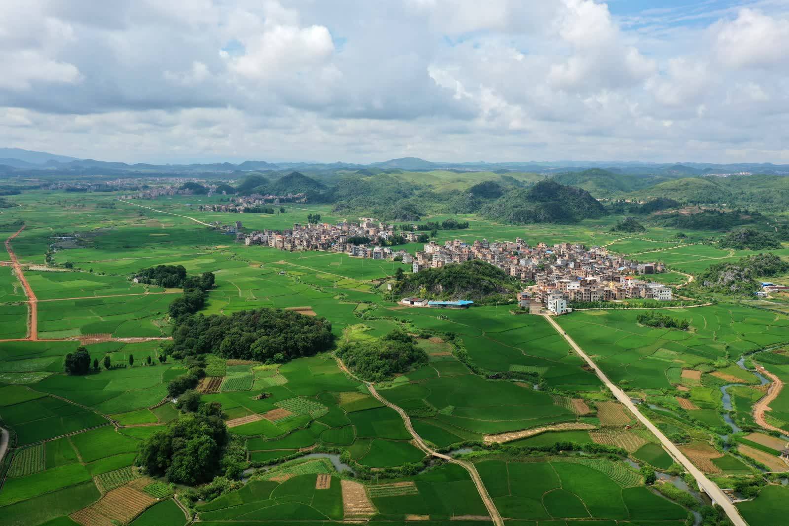 新田县石羊镇:晚稻长势喜人 乡村绿美如画