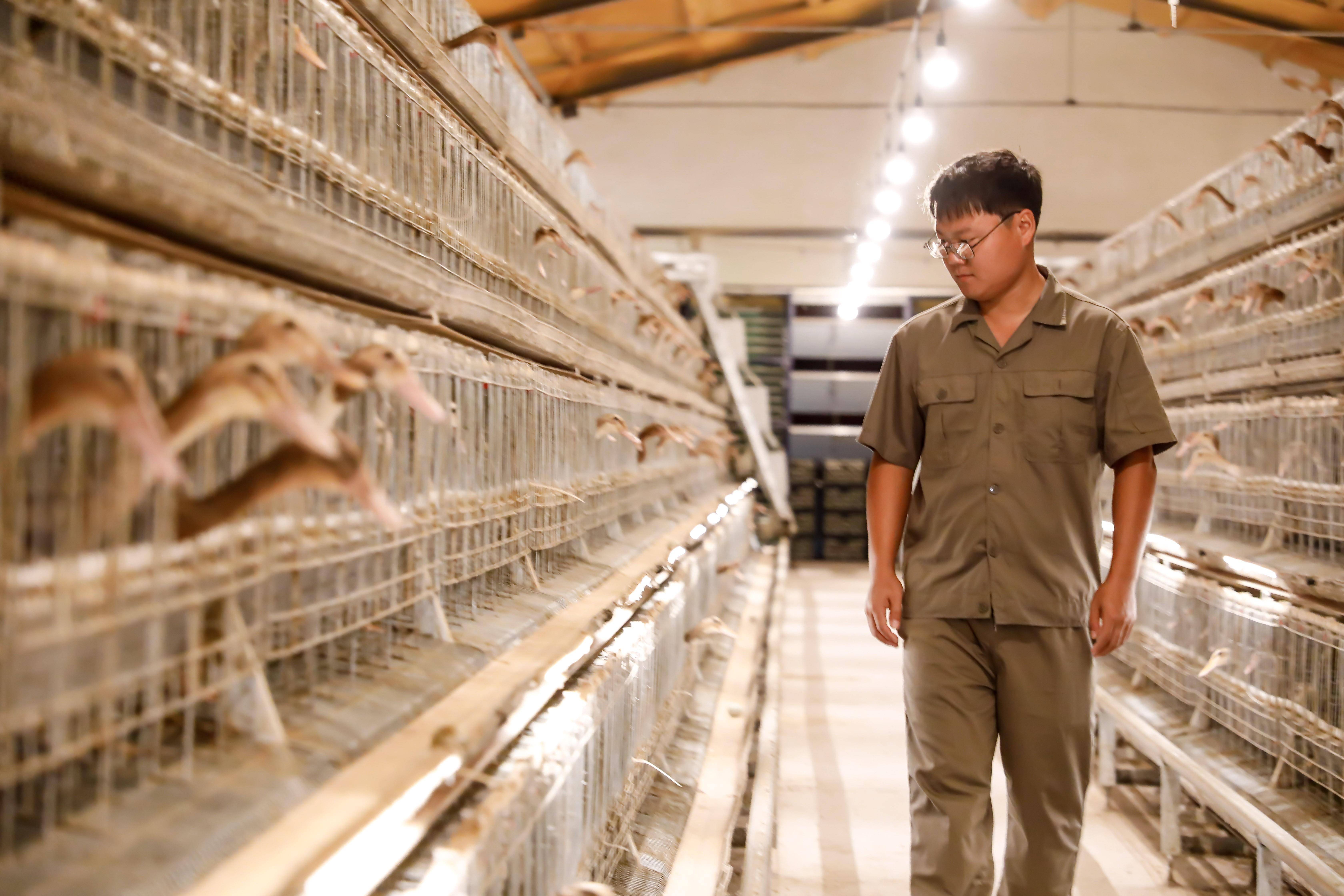 这里"赶鸭子上架"效益高