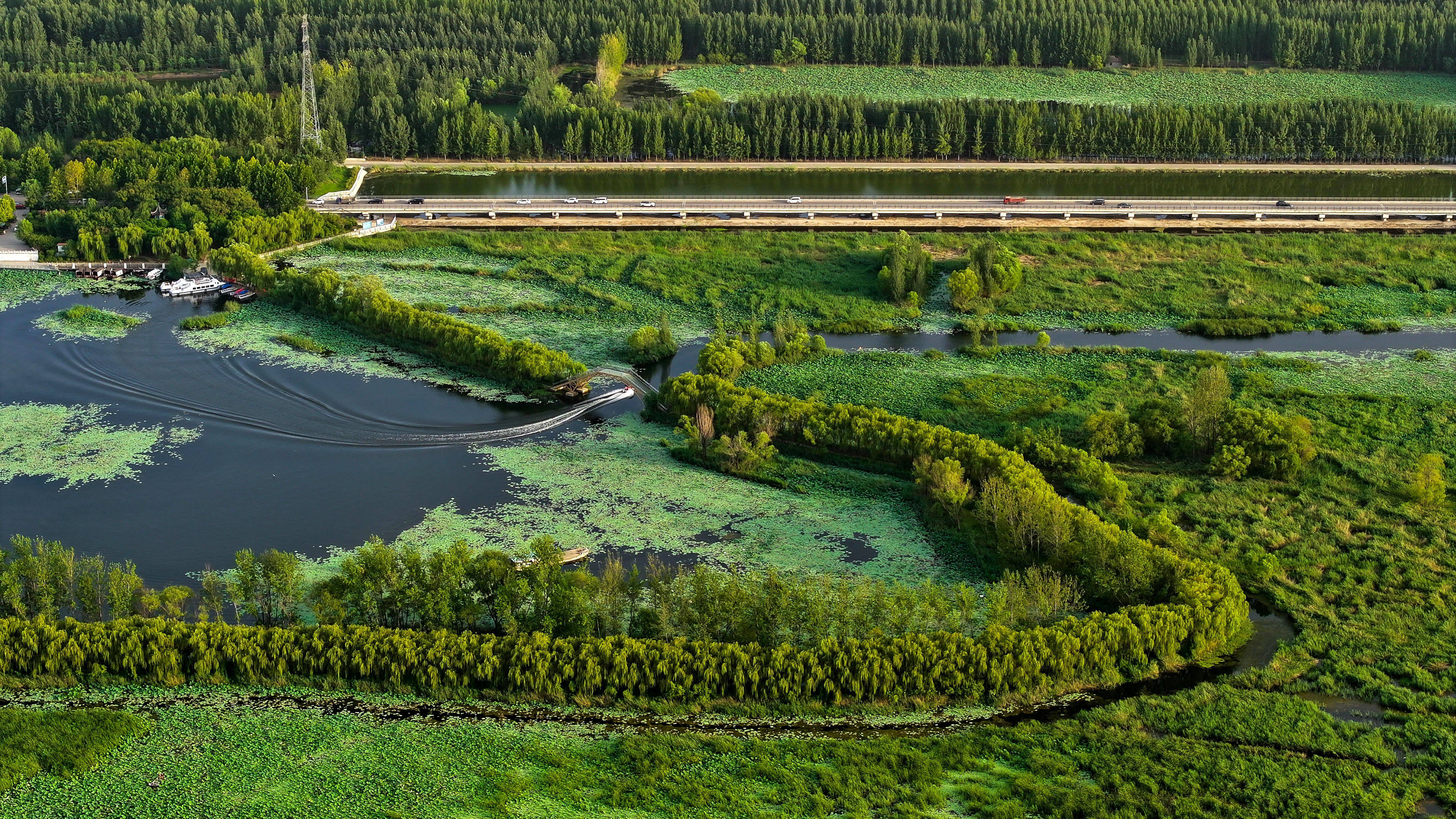 山东微山:湿地保护彰显生态靓色_微山县_济宁_郭绪雷