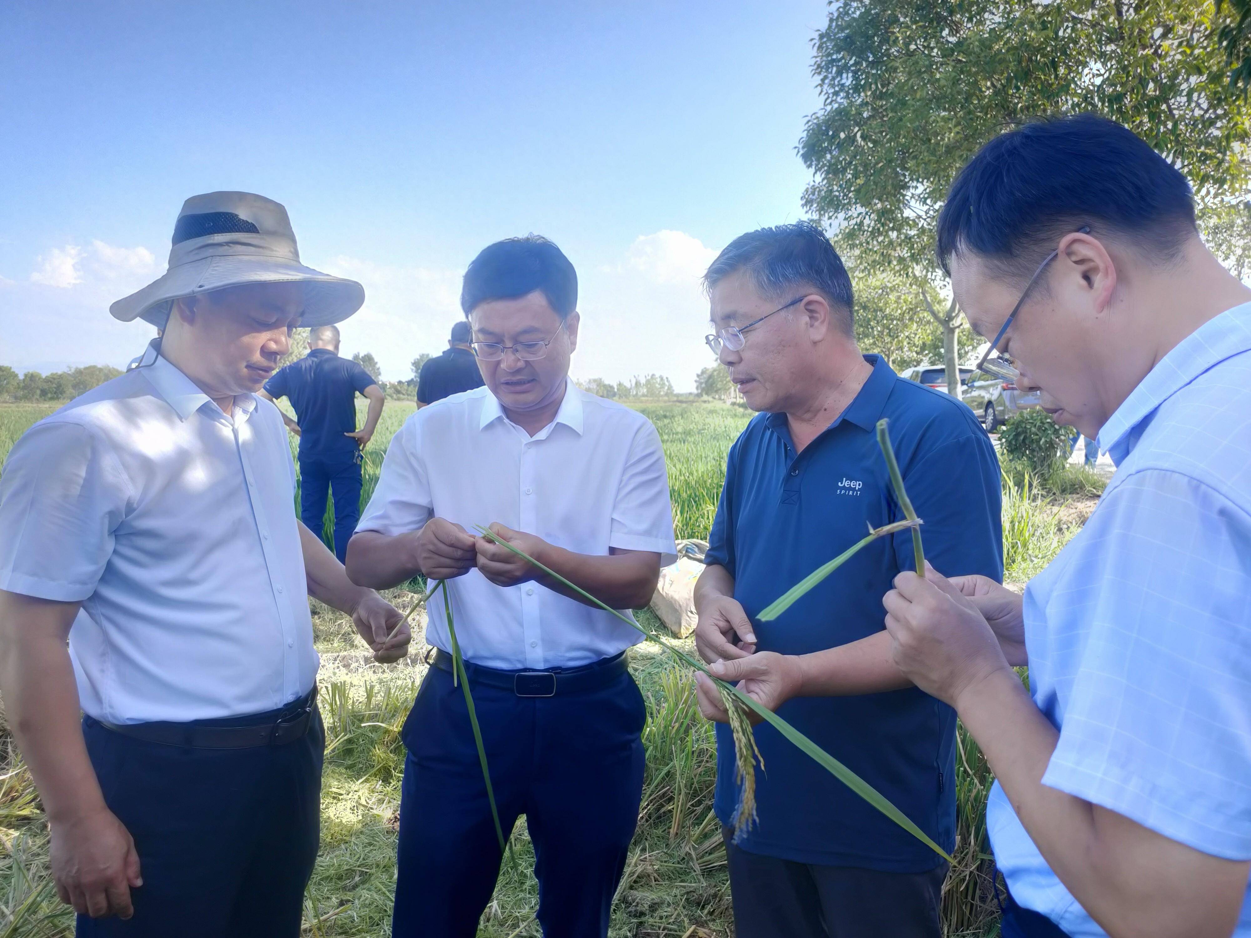 换换收割机 水稻大增产
