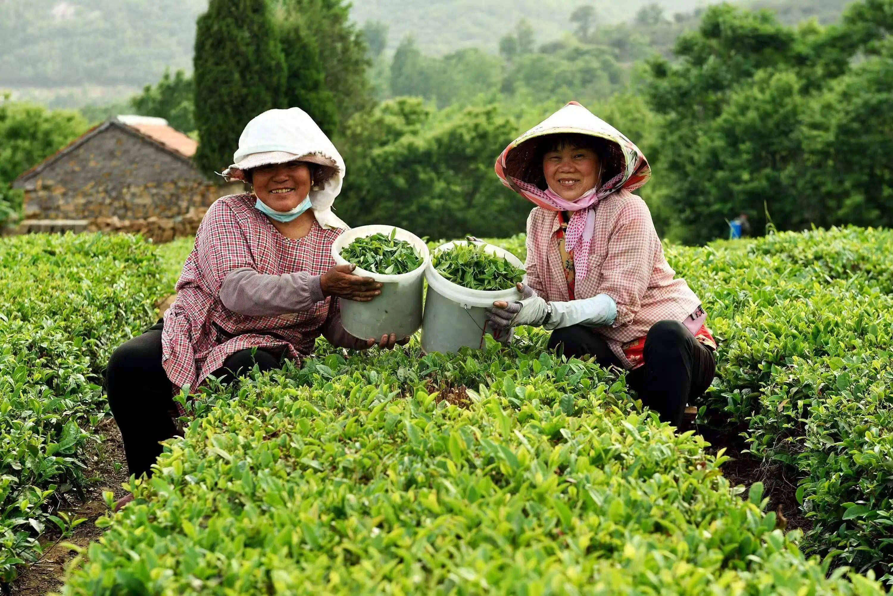 万金体育下载岚山区成为日照绿茶核心产地(图1)