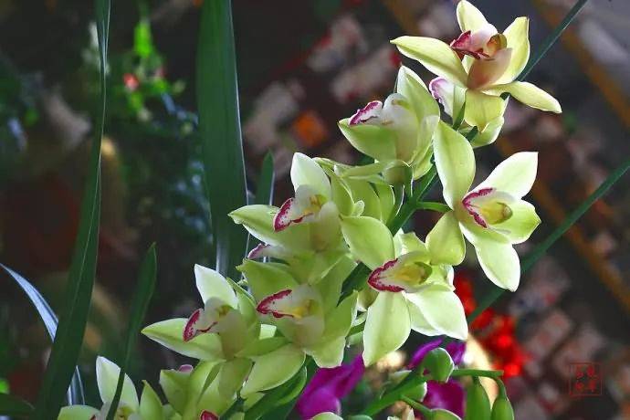 【国画素材】幽兰之花