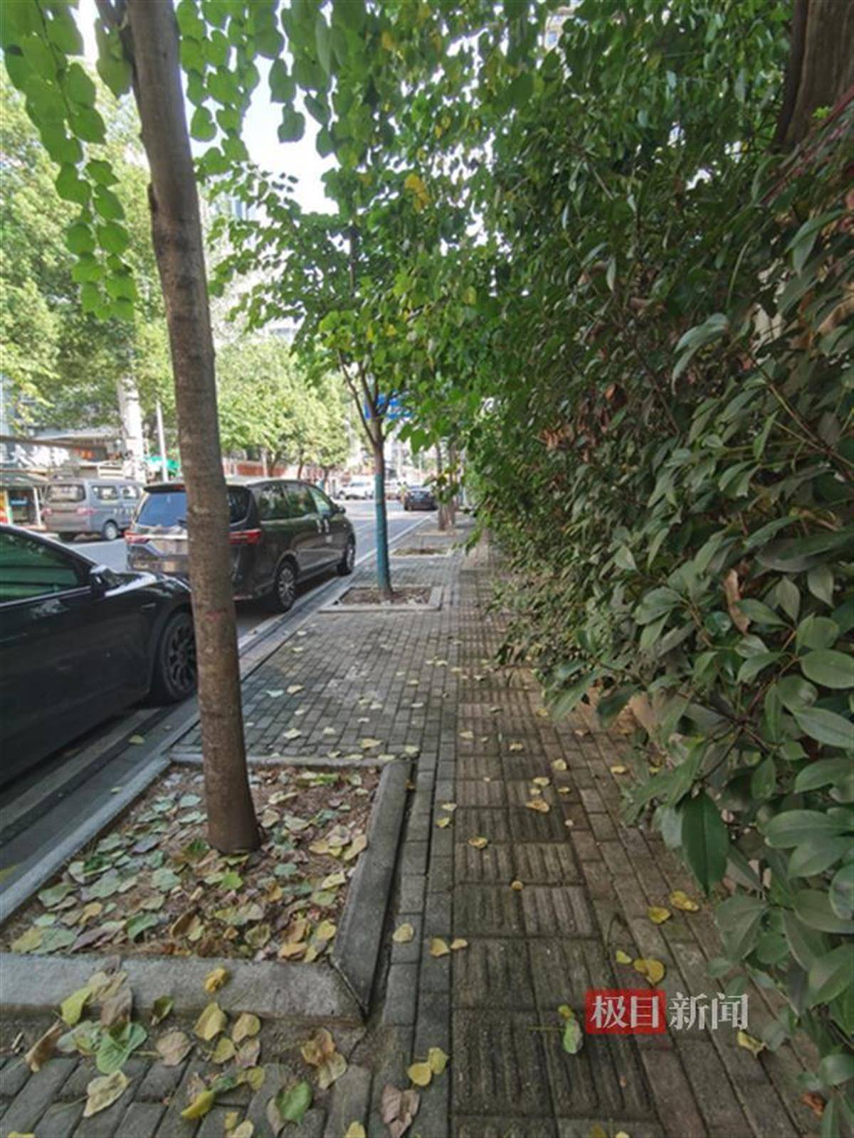人行道绿植茂盛挡住去路 ,过路市民盼相关部门及时修剪_张婆婆_紫荆路_行人