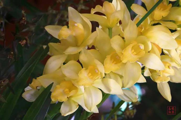 【国画素材】幽兰之花