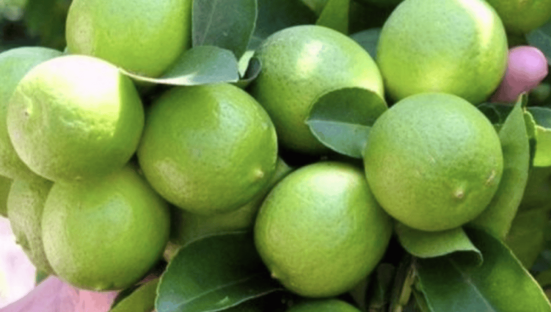between-70-and-80-of-lemon-packing-plants-halt-operations-the-price-carlos