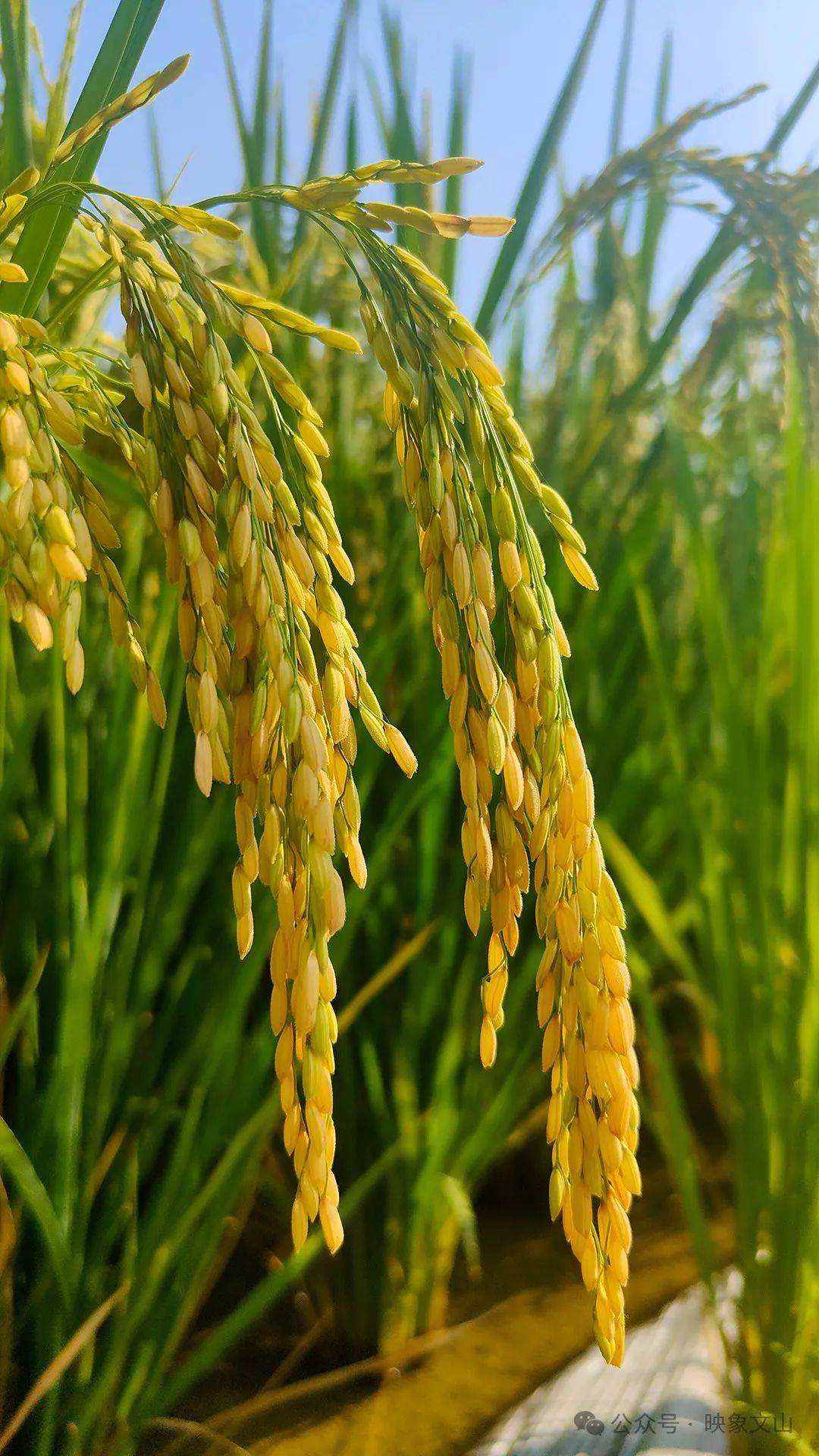 "丰景"正好 文山千亩稻田青黄相接_高末_梯田_稻穗