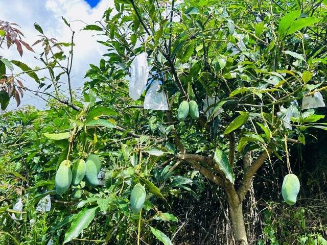 美好生活在云南|元江:千亩晚熟芒果迎丰收