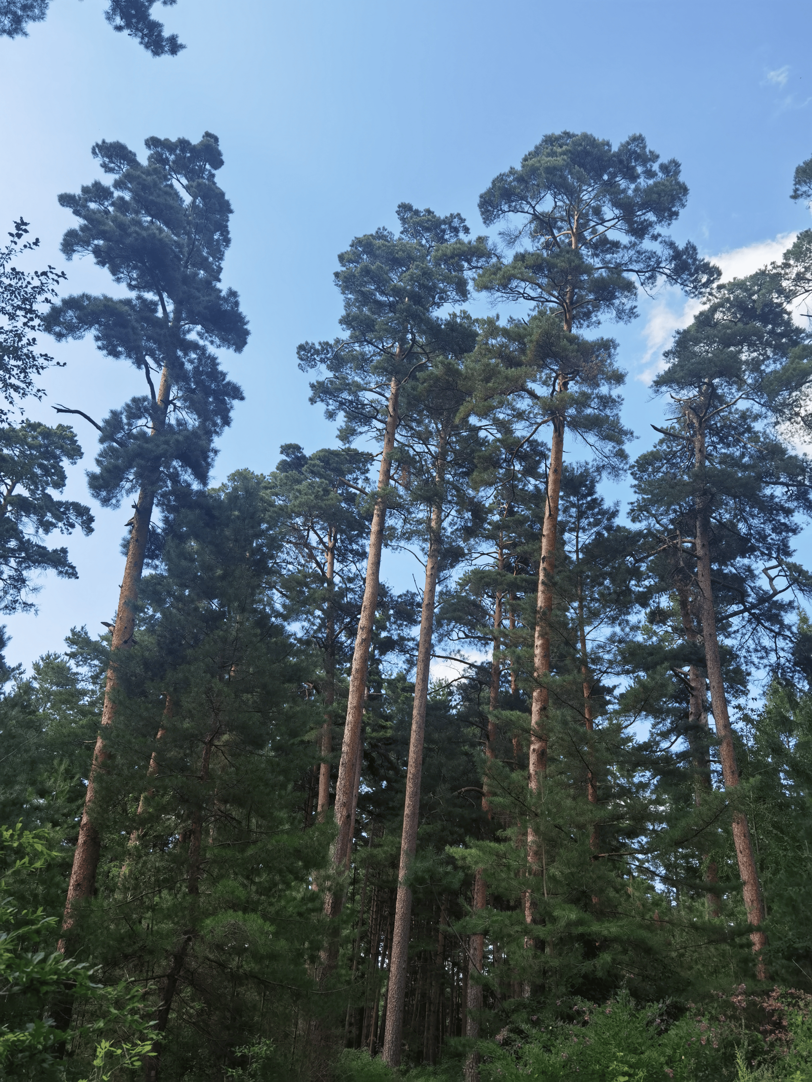 来长白山,不要错过与"美人松"的相约呦!