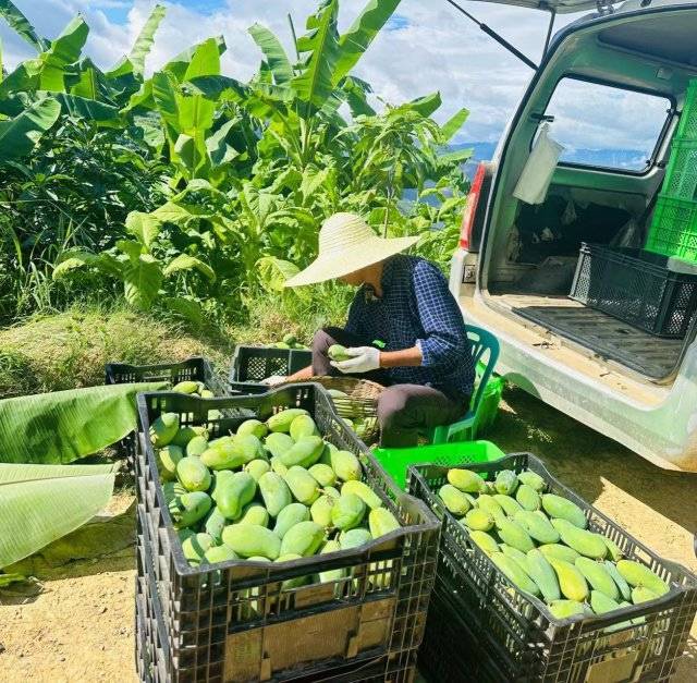 美好生活在云南|元江:千亩晚熟芒果迎丰收