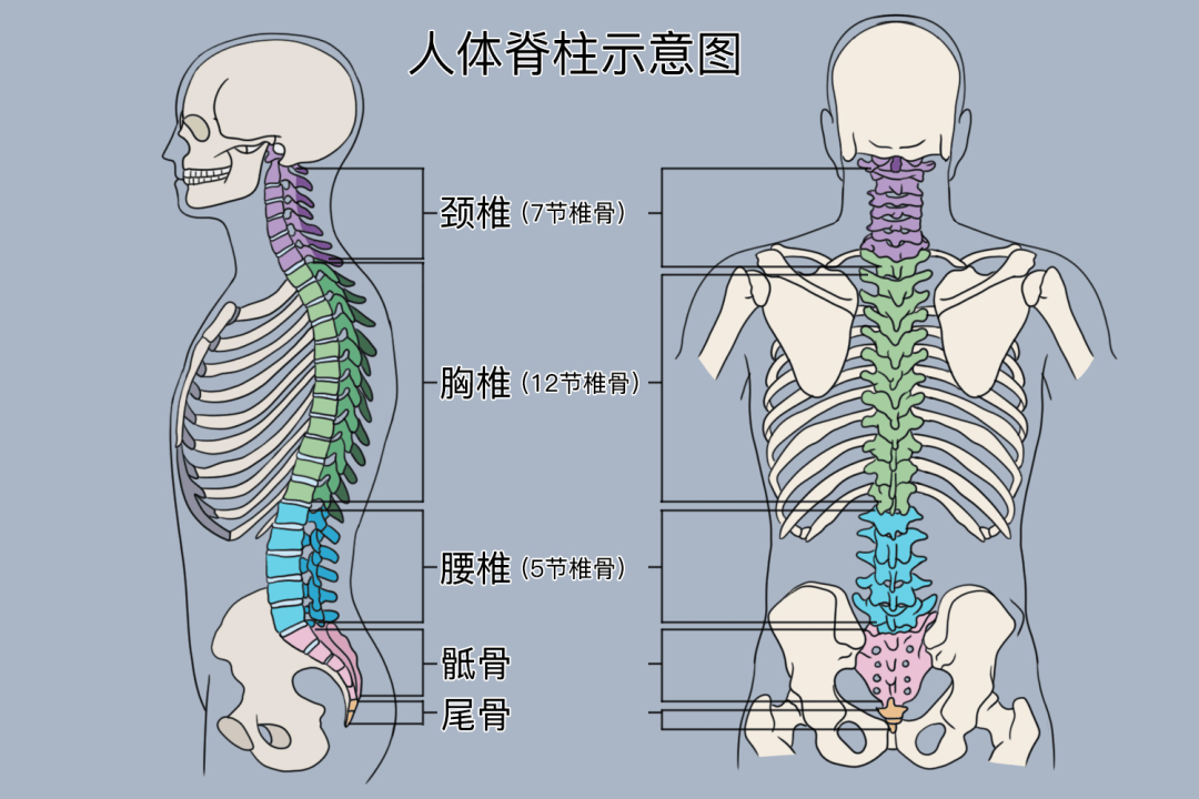 人体脊椎图图片