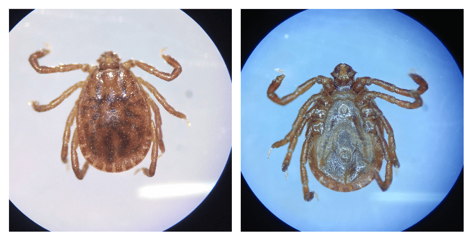 小小蜱(pí)虫危害大|科学预防蜱虫叮咬
