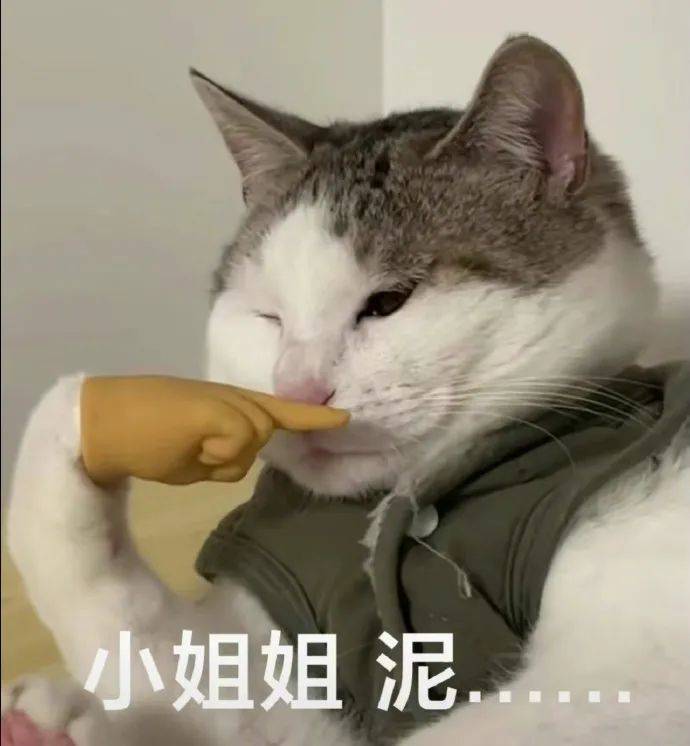 聊天很好用的猫咪表情包