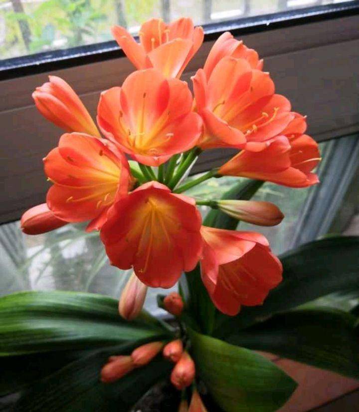 冬季养花,"3种花"要少浇水,叶子更油绿,开花更漂亮