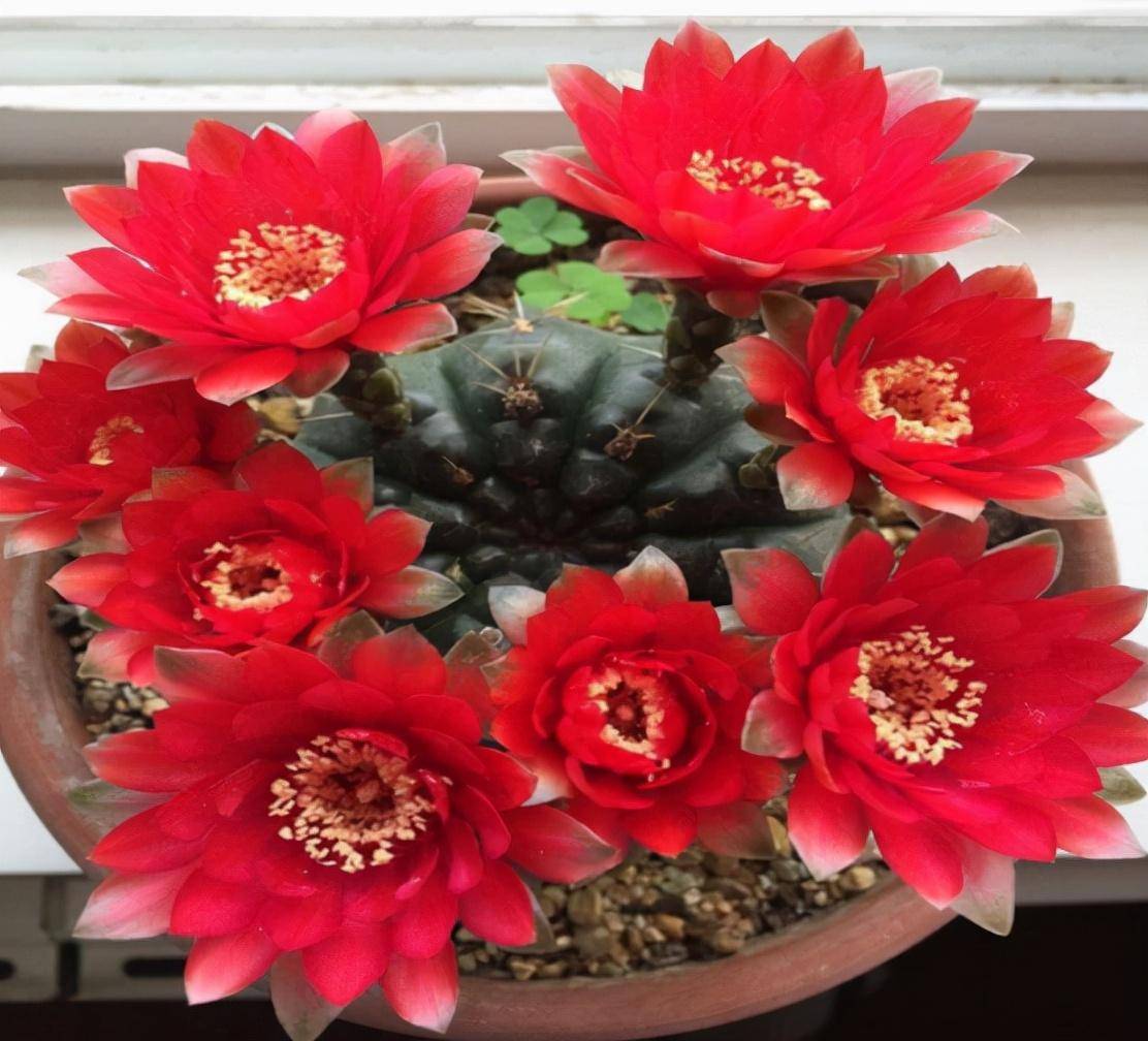 养仙人球就养一棵"绯花玉",花瓣大,很美很好养,不止开一茬